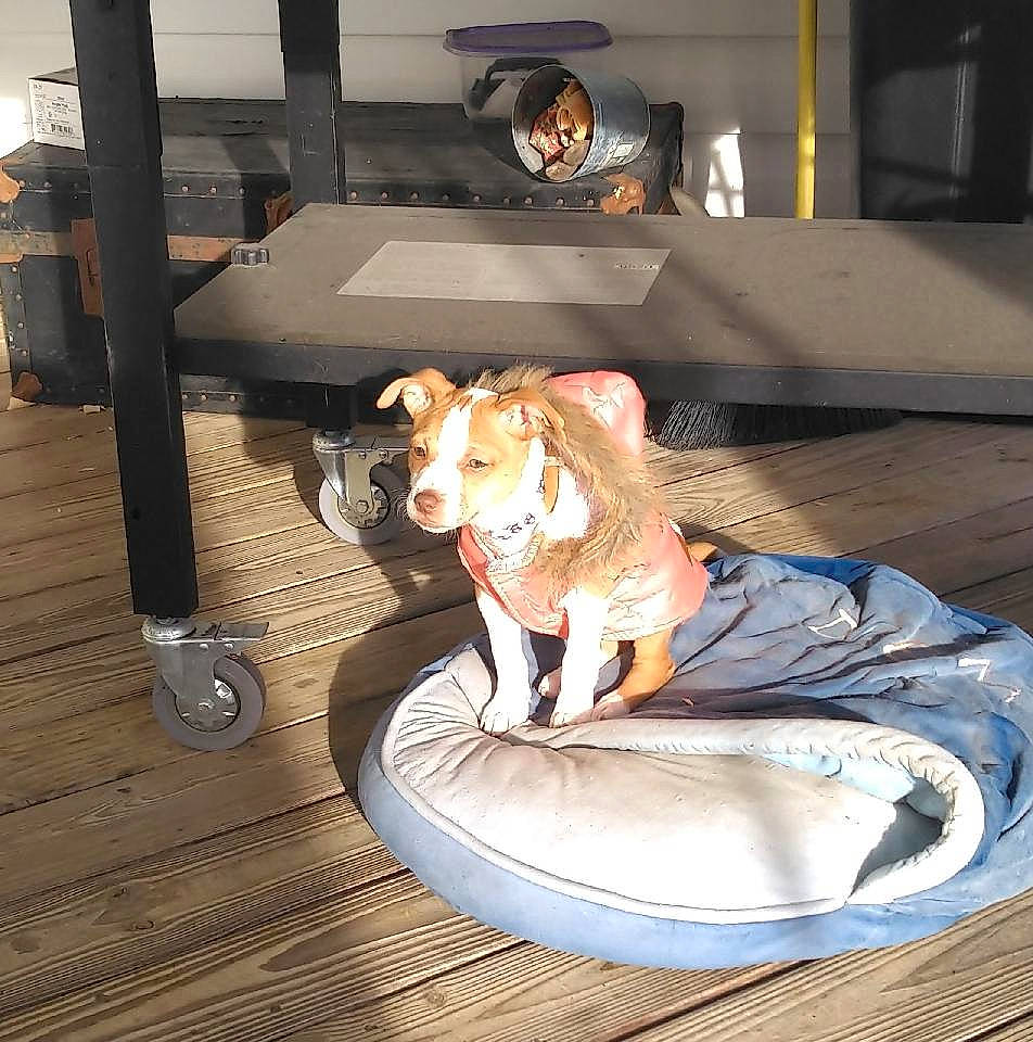 Anna joined the competition — help win amazing prizes! canidae, carnivore, companion_dog, dog, dog_breed, dog_supply, fawn, felidae, floor, flooring, goggles, hat, metal, sitting, snout, sporting_group, sunglasses, tail, toy, wood