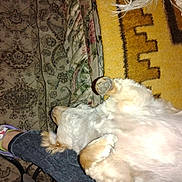 Willow is registered to the contest to win money with this photo: dog, carpet, person, footwear, jeans, sneakers, paw, fur, yellow_rug, patterned_rug, indoor, relaxing, pet, animal, resting, leg, home, cozy, fluffy, lying_down