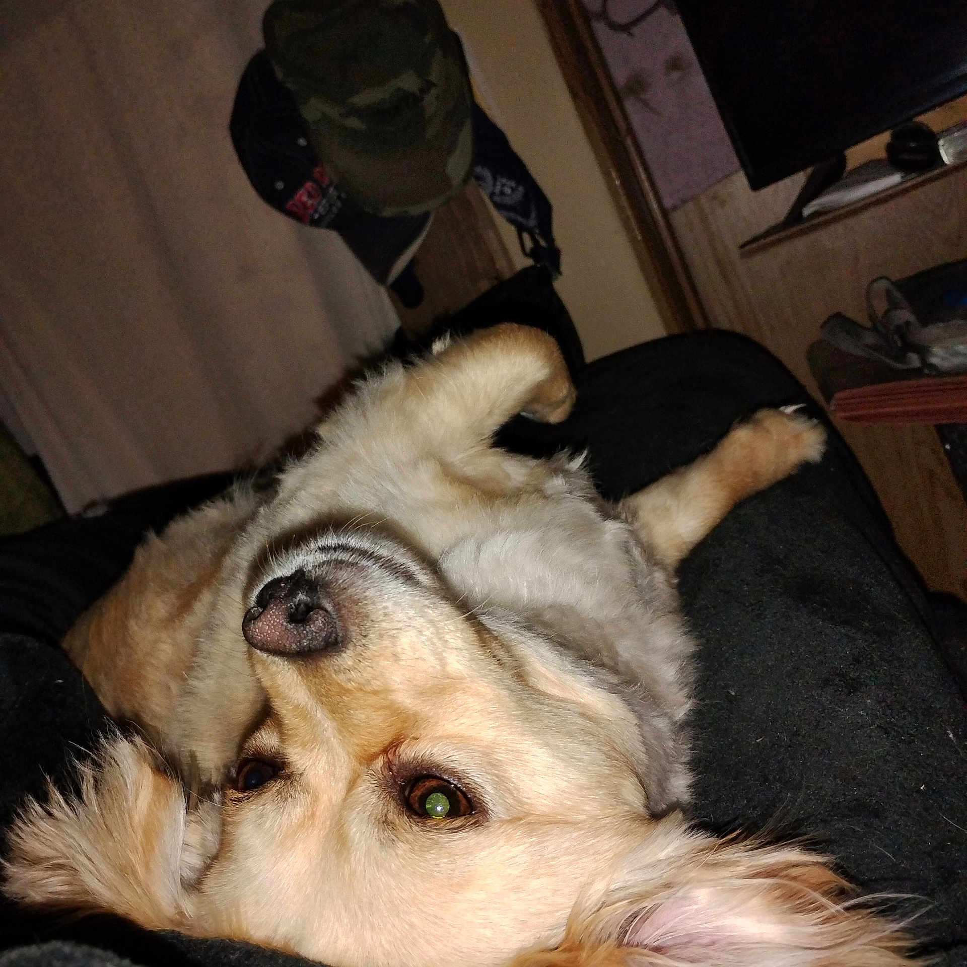 Willow