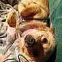 Willow joined the competition — help win amazing prizes! dog, golden, blanket, couch, upside_down, collar, pet, indoor, fur, canine, relaxed, lying_down, curious, cozy, domestic, animal, closeup, face, ears, whiskers