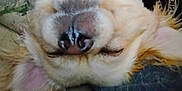 Willow is registered to the contest to win money with this photo: dog, close_up, upside_down, sleeping, nose, fur, ear, couch, blanket, person, indoor, relaxed, resting, pet, companion, comfort, casual, blurred, dim, cozy