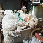Jax is registered to the contest to win money with this photo: dog, sleeping, white_dog, curled_up, plastic_bin, harness, collar, blanket, clutter, indoor, pet, furry, resting, household_items, cozy, container, fur, domestic, relaxing, napping