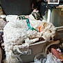 dog, sleeping, white_dog, curled_up, plastic_bin, harness, collar, blanket, clutter, indoor, pet, furry, resting, household_items, cozy, container, fur, domestic, relaxing, napping