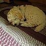 dog, sleeping, curled_up, fluffy, indoor, rug, pet, cozy, resting, fur, animal, canine, quiet, home, comfort, mammal, cute, relaxed, carpet, nap