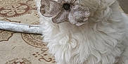 Jax is registered to the contest to win money with this photo: puppy, dog, white, fluffy, toy, flower, carpet, pattern, cute, pet, animal, indoor, closeup, small, fur, mouth, sitting, playful, nose, adorable