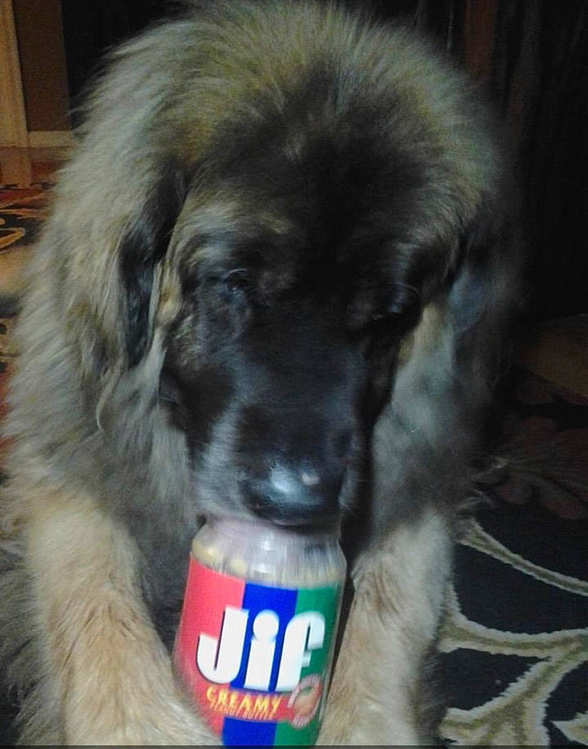 Noah joined the competition — help win amazing prizes! bottle, canidae, carbonated_soft_drinks, carnivore, companion_dog, dog, dog_breed, electric_blue, fur, gaddi_kutta, gas, gun_dog, herding_dog, leonberger, pet_food, snout, sporting_group, tibetan_mastiff, tin_can, working_dog