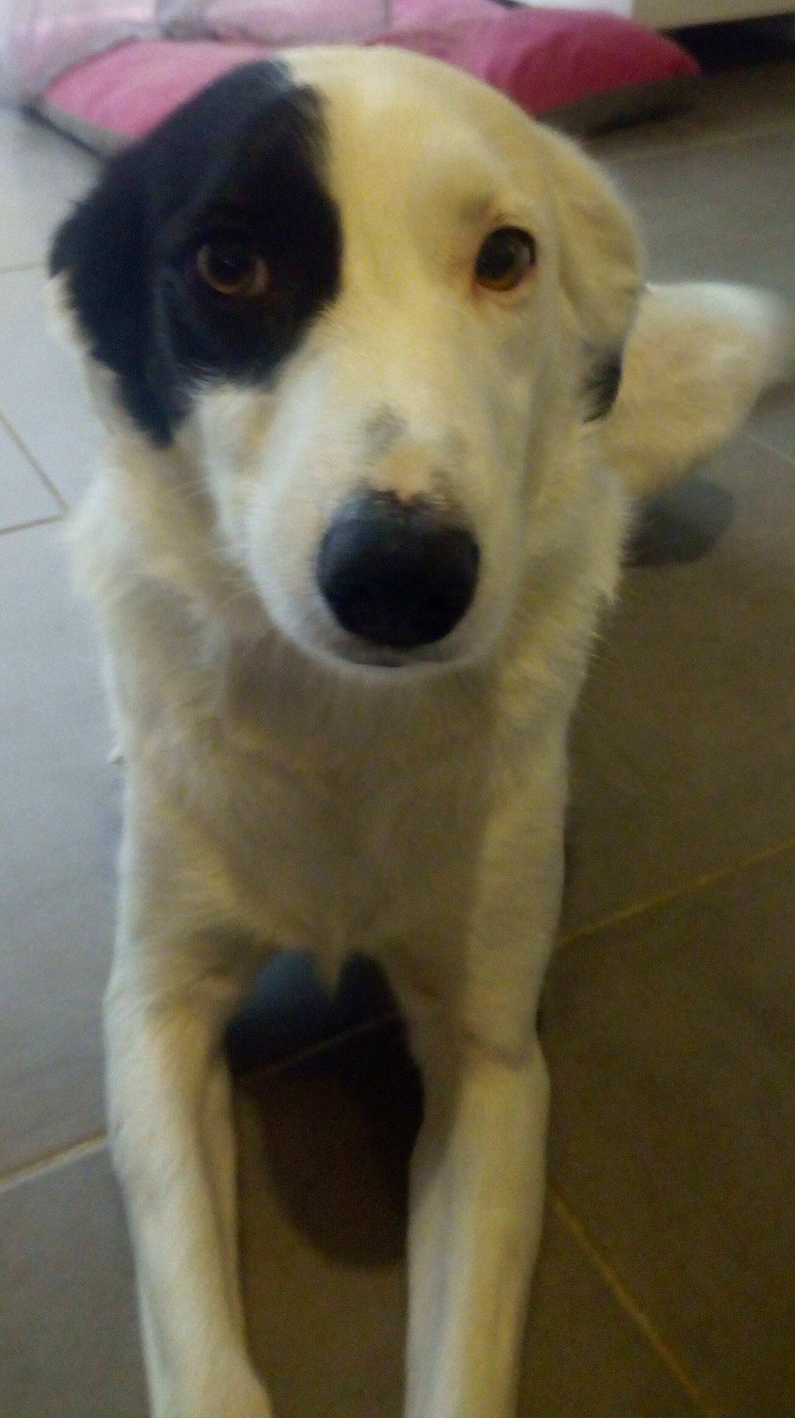 Jinne a rejoint le concours — aidez-le/la à gagner de superbes lots ! border_collie, canidae, carnivore, companion_dog, dog, dog_breed, great_pyrenees, mammal, mucuchies, nose, rare_breed_dog, snout, sporting_group, street_dog, vertebrate, working_dog