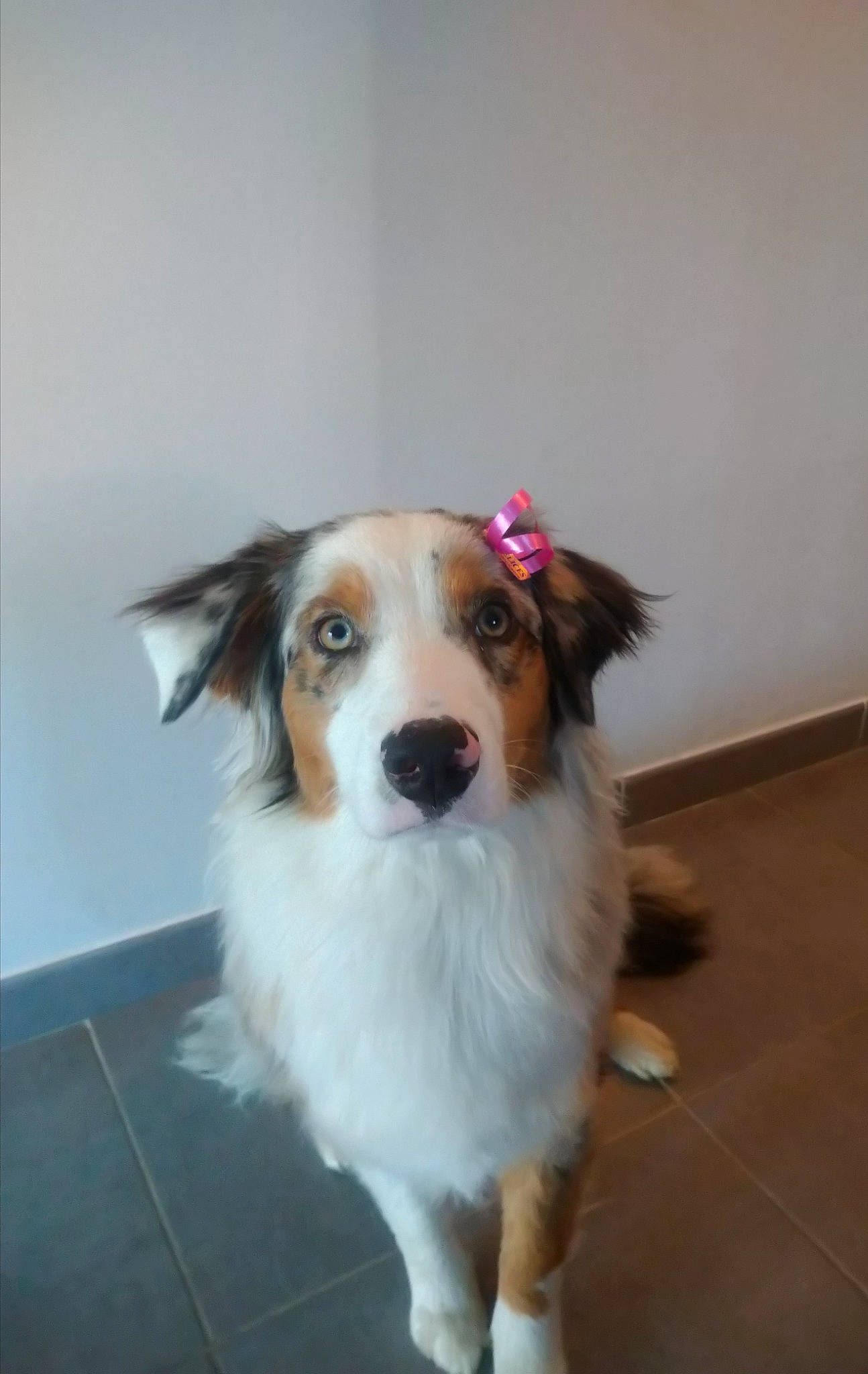 Shelsie participe au concours pour gagner de l'argent avec cette photo : canidae, carnivore, companion_dog, dog, dog_breed, dog_supply, fawn, flooring, fur, hair, hardwood, head, herding_dog, plant, snout, sporting_group, toy_dog, whiskers, working_animal, working_dog