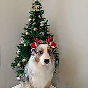 Shelsie participe au concours pour gagner de l'argent avec cette photo : accessories, animal, canine, christmas, christmasdecorations, christmastree, collie, conifer, dog, festival, fir, flower, flowerarrangement, husky, ornament, pet, pine, plant, sphere, tree