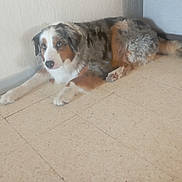 Shelsie participe au concours pour gagner de l'argent avec cette photo : dog, animal, pet, indoor, floor, wall, tri_color, fur, canine, relaxed, laying_down, home, corner, brown, white, black, ears, tail, paws, nose