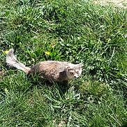 Owana a rejoint le concours — aidez-le/la à gagner de superbes lots ! adaptation, grass, grass_family, groundhog, marmot, plant, prairie_dog, rodent, tail, wildlife