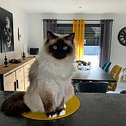 Romeo participe au concours pour gagner de l'argent avec cette photo : cat, fluffy_cat, blue_eyes, sitting, yellow_mat, countertop, modern_interior, dining_room, table, chairs, curtains, window, painting, skull_art, clock, lamp, decor, sunlight, furniture, cozy