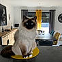 cat, fluffy_cat, blue_eyes, sitting, yellow_mat, countertop, modern_interior, dining_room, table, chairs, curtains, window, painting, skull_art, clock, lamp, decor, sunlight, furniture, cozy