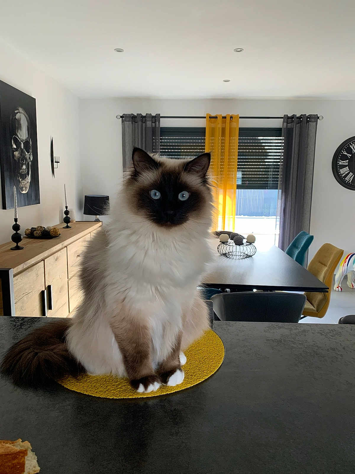 Romeo participe au concours pour gagner de l'argent avec cette photo : cat, fluffy_cat, blue_eyes, sitting, yellow_mat, countertop, modern_interior, dining_room, table, chairs, curtains, window, painting, skull_art, clock, lamp, decor, sunlight, furniture, cozy