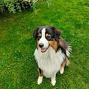 Vicky a rejoint le concours — aidez-le/la à gagner de superbes lots ! dog, grass, outdoor, pet, happy, nature, greenery, fur, animal, canine, garden, leaf, lawn, sitting, smiling, fluffy, tricolor, cute, friendly, daylight