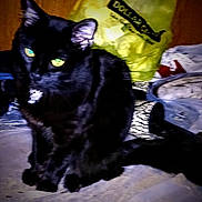 Beautifuls is registered to the contest to win money with this photo: cat, black_cat, green_eyes, indoor, clutter, shoes, bag, plastic, dark, shadow, pet, animal, feline, sitting, yellow, red, white, floor, mysterious, dim_light