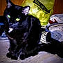 cat, black_cat, green_eyes, indoor, clutter, shoes, bag, plastic, dark, shadow, pet, animal, feline, sitting, yellow, red, white, floor, mysterious, dim_light