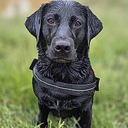 Peggy is registered to the contest to win money with this photo: dog, labrador, black_dog, wet_fur, outdoor, grass, pet, animal, canine, collar, nature, portrait, sitting, closeup, summer, field, cute, loyal, friendly, alert