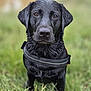 dog, labrador, black_dog, wet_fur, outdoor, grass, pet, animal, canine, collar, nature, portrait, sitting, closeup, summer, field, cute, loyal, friendly, alert