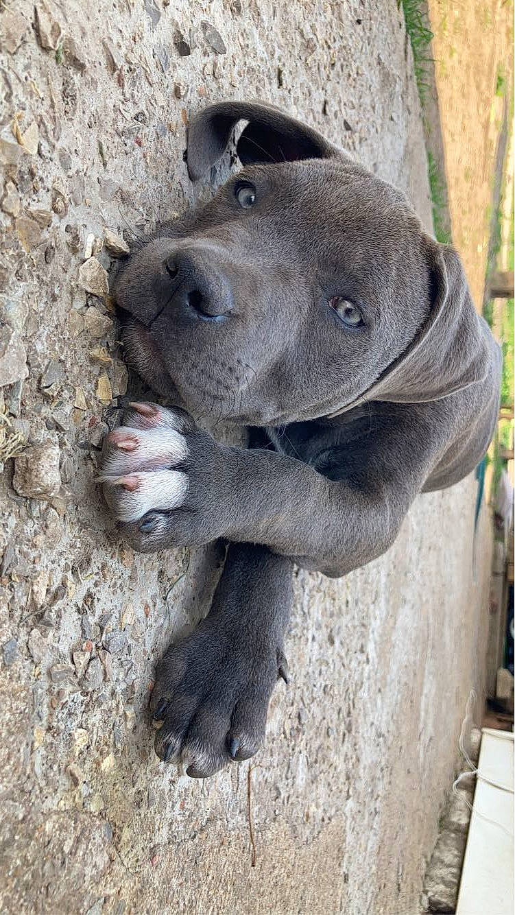 Kylo joined the competition — help win amazing prizes! canidae, carnivore, companion_dog, dog, dog_breed, fawn, grey, liver, marine_mammal, non_sporting_group, soil, sporting_group, terrestrial_animal, working_animal