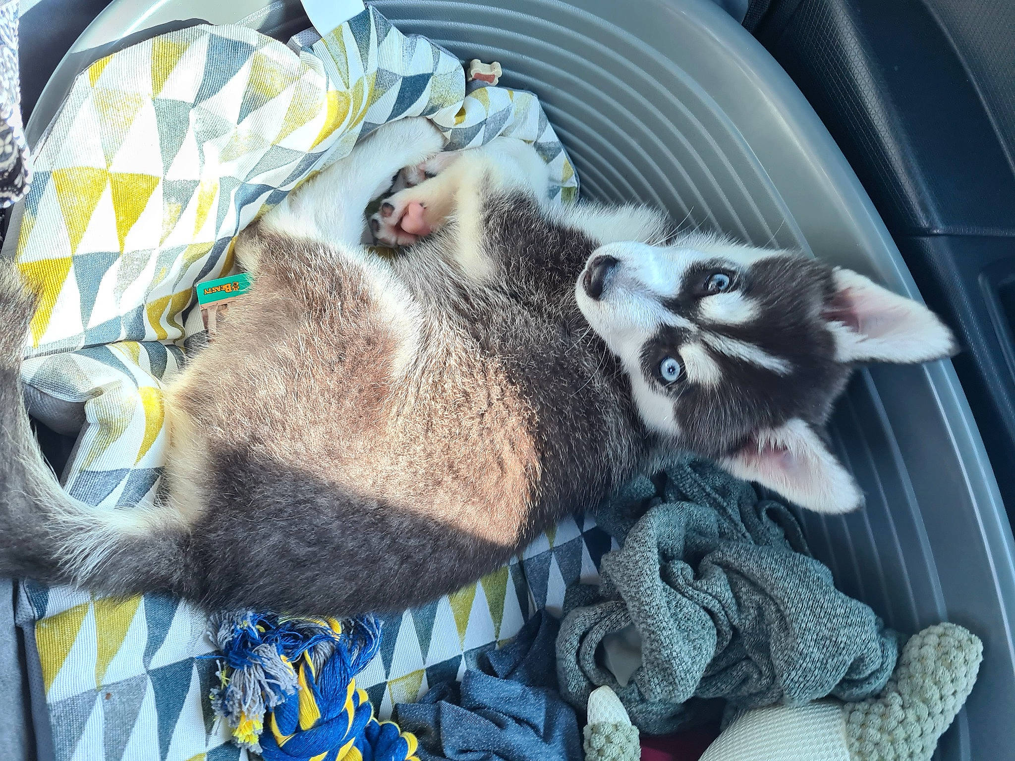 Taïro a rejoint le concours — aidez-le/la à gagner de superbes lots ! auto_part, automotive_exterior, canidae, carnivore, cat, claw, comfort, domestic_short_haired_cat, felidae, fur, grey, mammal, motor_vehicle, nap, paw, small_to_medium_sized_cats, snout, tail, vehicle, whiskers