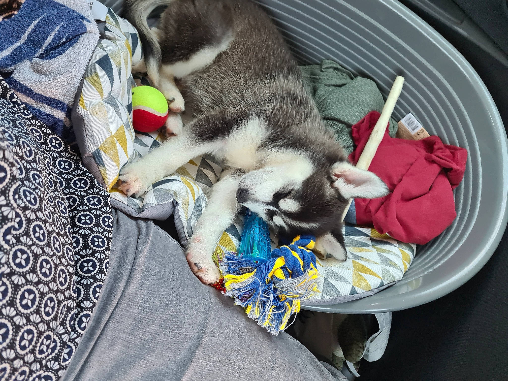 Taïro participe au concours pour gagner de l'argent avec cette photo : bag, carnivore, cat, comfort, companion_dog, dog_breed, domestic_short_haired_cat, fawn, felidae, fur, lap, linens, luggage_and_bags, mammal, paw, remote_control, small_to_medium_sized_cats, sporting_group, tail, whiskers