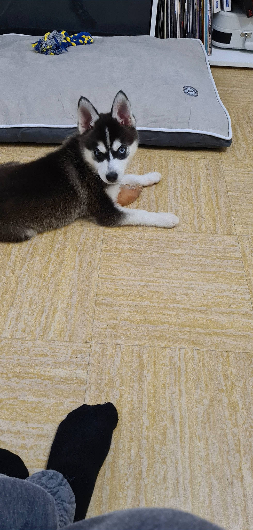 Taïro a rejoint le concours — aidez-le/la à gagner de superbes lots ! black, carnivore, cat, domestic_short_haired_cat, felidae, floor, flooring, grey, hardwood, laminate_flooring, laptop, mammal, small_to_medium_sized_cats, tail, vertebrate, whiskers, white, wood, wood_flooring, wood_stain