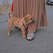 Dragon a rejoint le concours — aidez-le/la à gagner de superbes lots ! puppy, dog, leash, person, skirt, sandals, outdoor, pavement, curious, brown, standing, animal, pet, footwear, street, wall, car, sidewalk, young_dog, canine