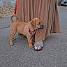 puppy, dog, leash, person, skirt, sandals, outdoor, pavement, curious, brown, standing, animal, pet, footwear, street, wall, car, sidewalk, young_dog, canine