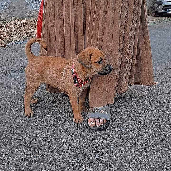 Dragon a rejoint le concours — aidez-le/la à gagner de superbes lots ! puppy, dog, leash, person, skirt, sandals, outdoor, pavement, curious, brown, standing, animal, pet, footwear, street, wall, car, sidewalk, young_dog, canine