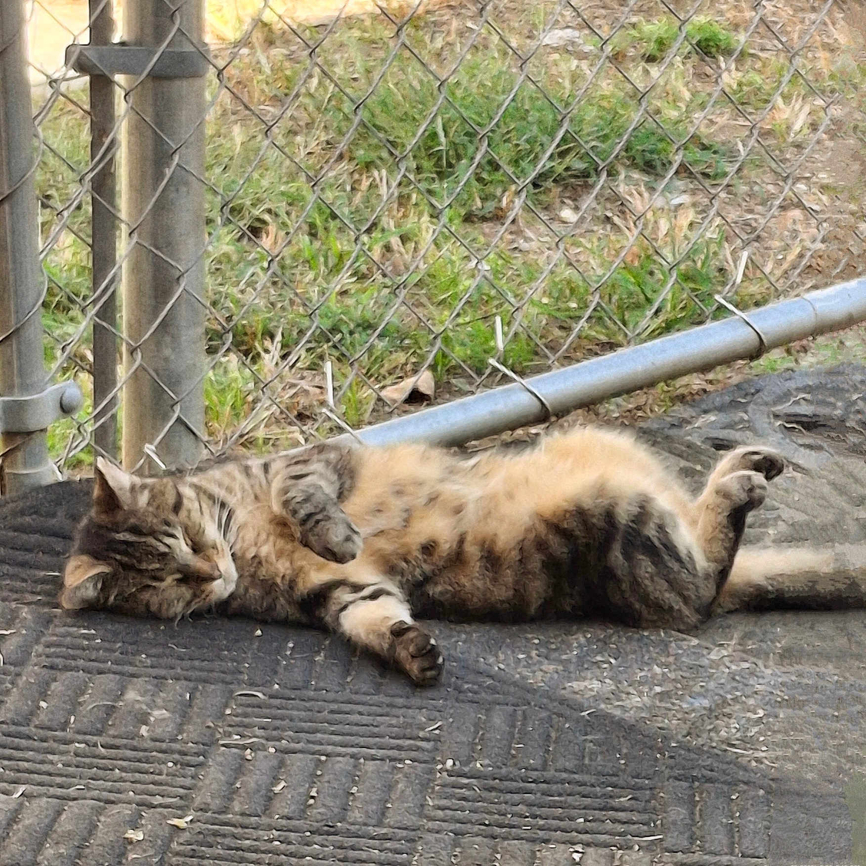 Lily is registered to the contest to win money with this photo: animal, backyard, cat, city, den, egyptiancat, fence, indoors, kitten, manx, nature, outdoors, person, pet, road, sleeping, soil, street, yard, zoo