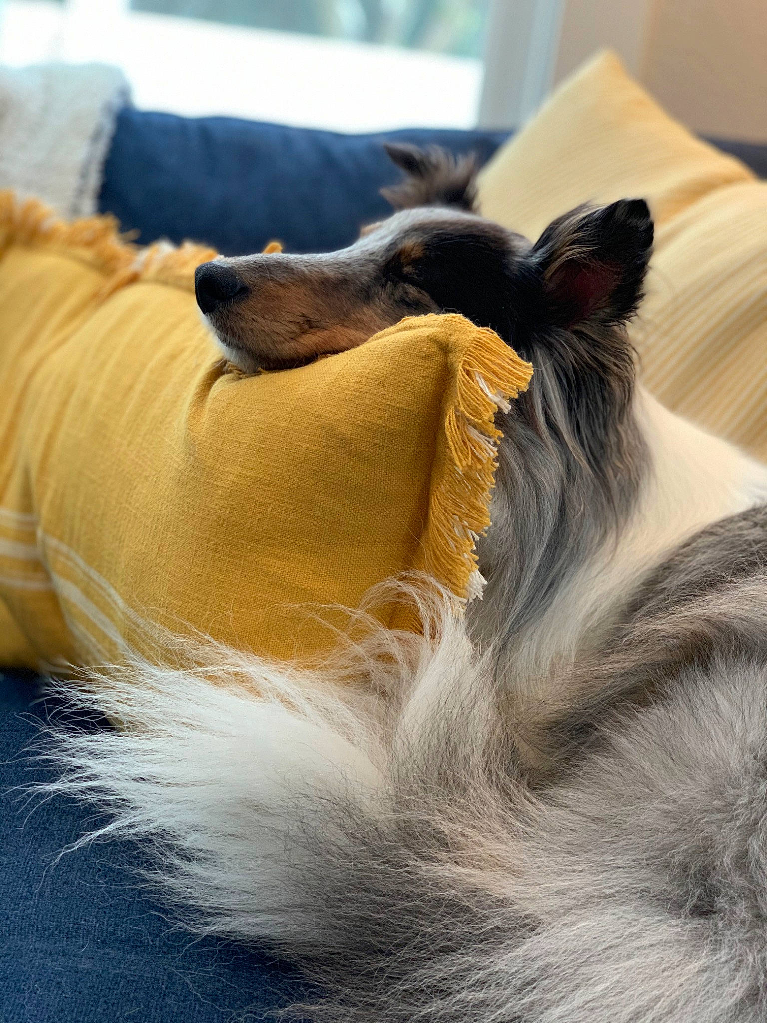 Sophie joined the competition — help win amazing prizes! canidae, carnivore, claw, comfort, companion_dog, dog, dog_breed, ear, fawn, felidae, fur, liver, nap, small_to_medium_sized_cats, snout, sporting_group, tail, terrestrial_animal, whiskers, working_animal