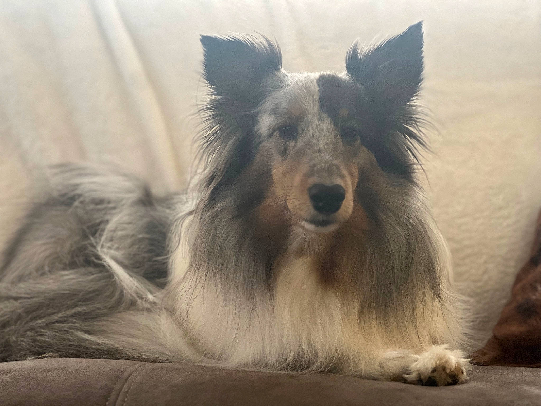 Sophie joined the competition — help win amazing prizes! canidae, carnivore, companion_dog, dog, dog_breed, fur, herding_dog, snout, terrestrial_animal, whiskers, working_dog