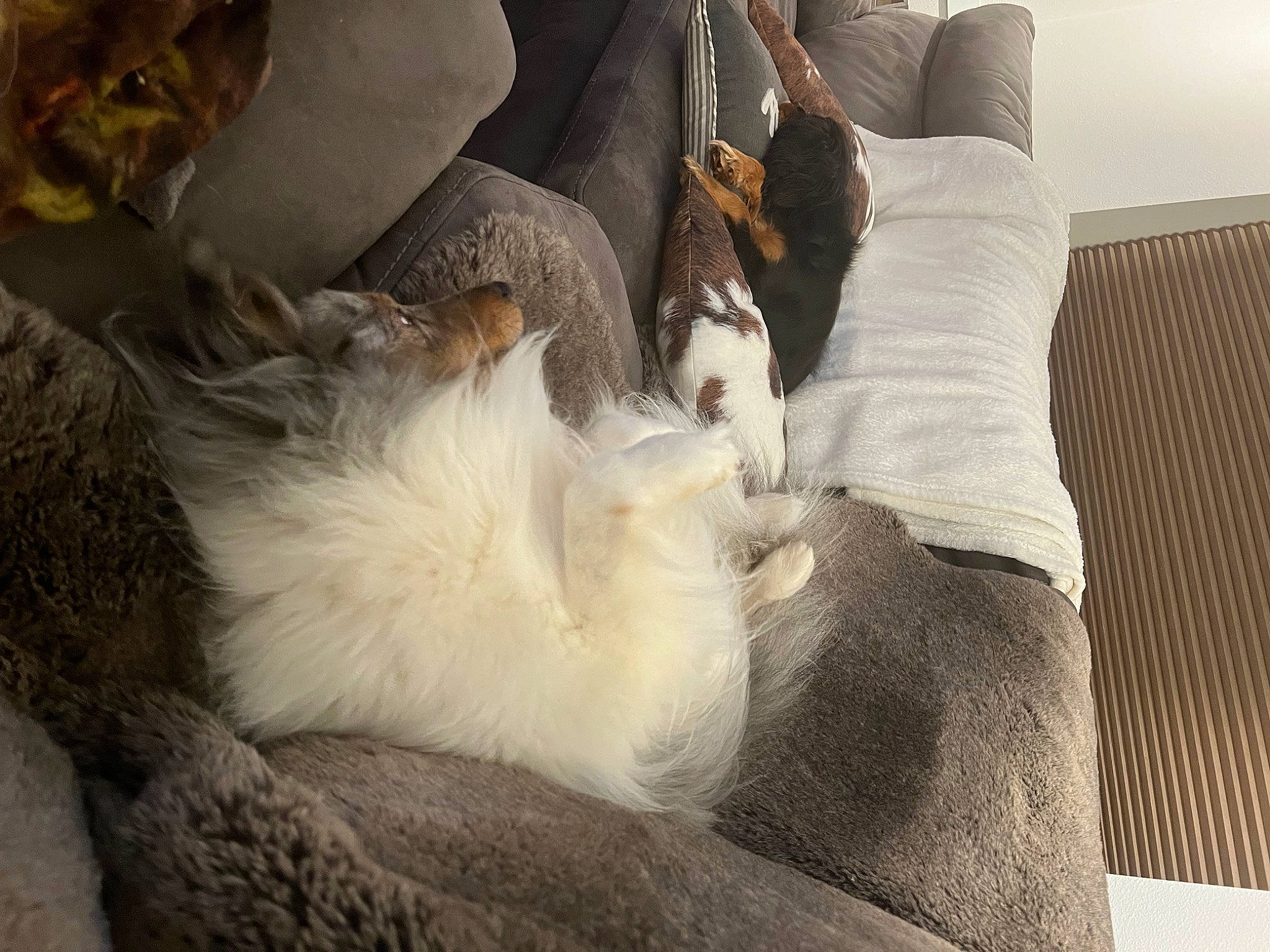 Sophie is registered to the contest to win money with this photo: carnivore, cat, comfort, companion_dog, couch, dog_breed, fawn, felidae, fur, human_leg, linens, nap, paw, room, small_to_medium_sized_cats, tail, textile, thigh, whiskers, wood