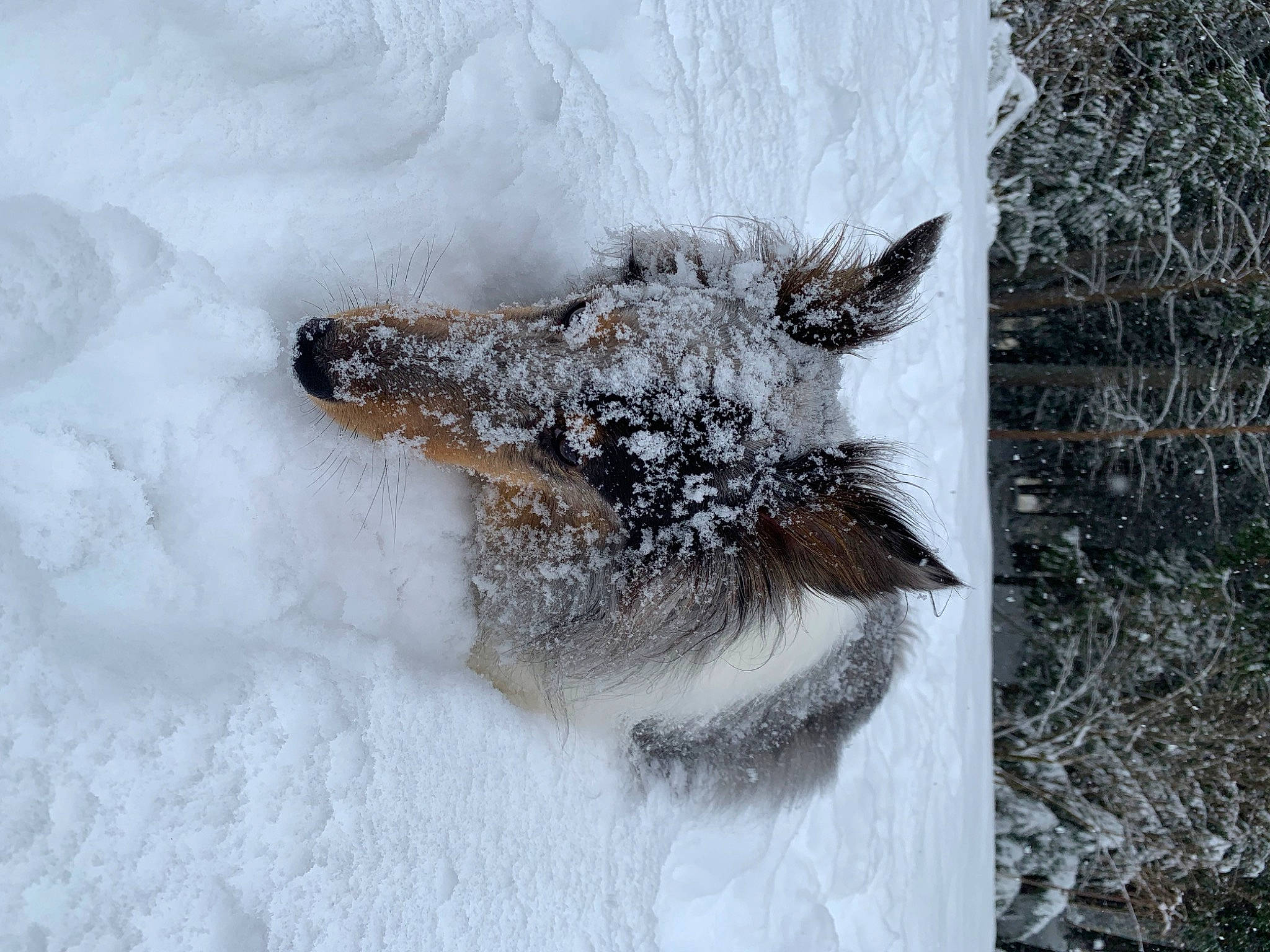 Sophie is registered to the contest to win money with this photo: dog_breed, freezing, frost, fur, natural_material, plant, precipitation, snow, tree, trunk, twig, winter, wood