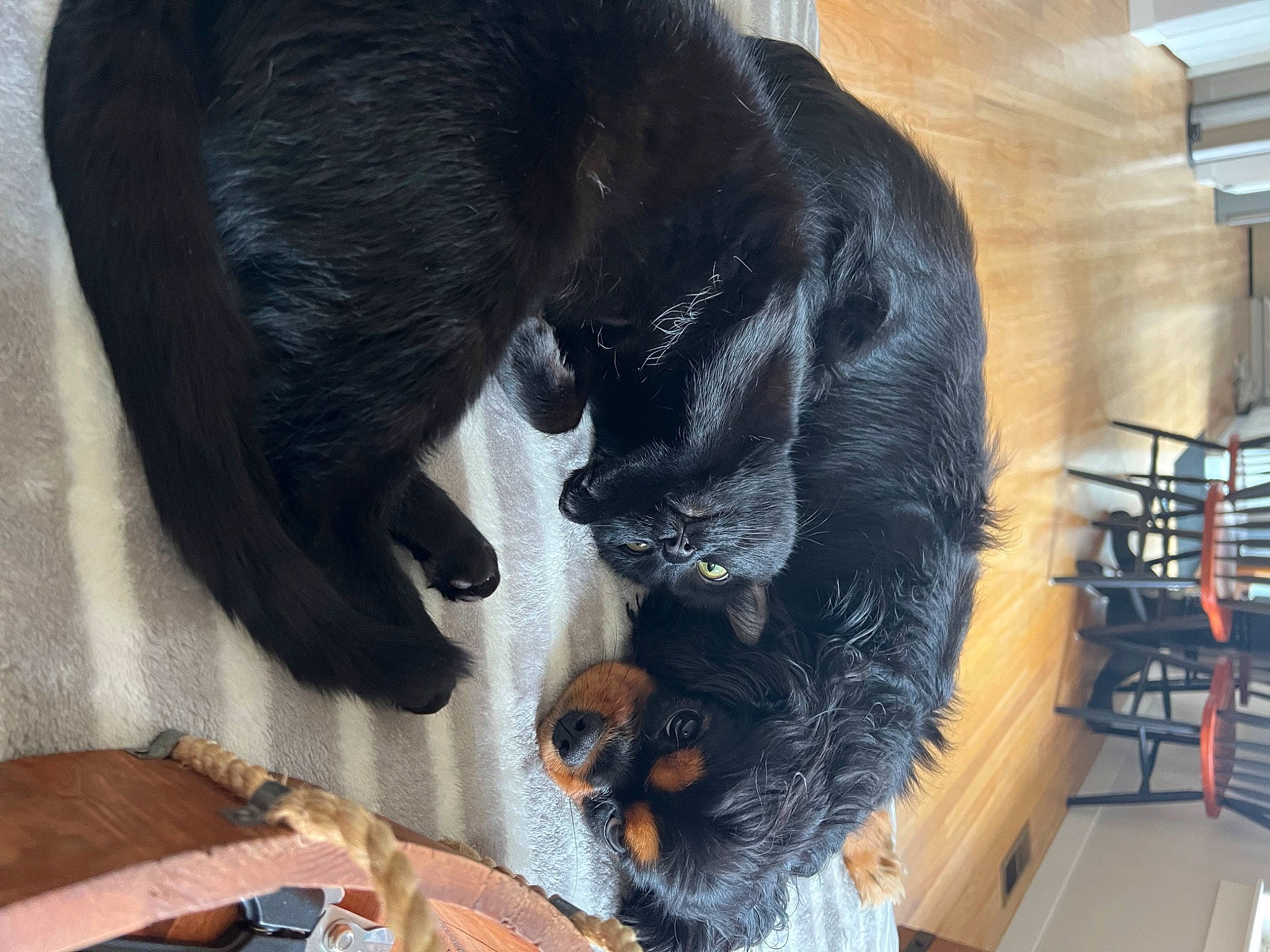 Chavelle is registered to the contest to win money with this photo: bombay, canidae, carnivore, cat, cat_supply, claw, comfort, companion_dog, dog_breed, domestic_short_haired_cat, felidae, fur, pet_supply, small_to_medium_sized_cats, snout, sporting_group, stairs, tail, terrestrial_animal, whiskers