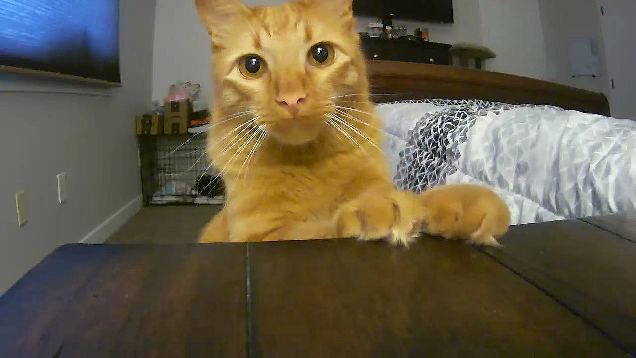 Rusty is registered to the contest to win money with this photo: carnivore, cat, claw, comfort, domestic_short_haired_cat, fawn, felidae, flooring, fur, hardwood, paw, picture_frame, room, small_to_medium_sized_cats, snout, tail, television, touchpad, whiskers, wood