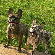 Luna-Tic joined the competition — help win amazing prizes! dog, french_bulldog, pet, animal, grass, outdoor, sunlight, smiling, happy, canine, playful, two_dogs, ears_up, tongue_out, pavement, nature, companion, cute, friendly, summer
