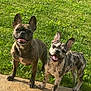 dog, french_bulldog, pet, animal, grass, outdoor, sunlight, smiling, happy, canine, playful, two_dogs, ears_up, tongue_out, pavement, nature, companion, cute, friendly, summer