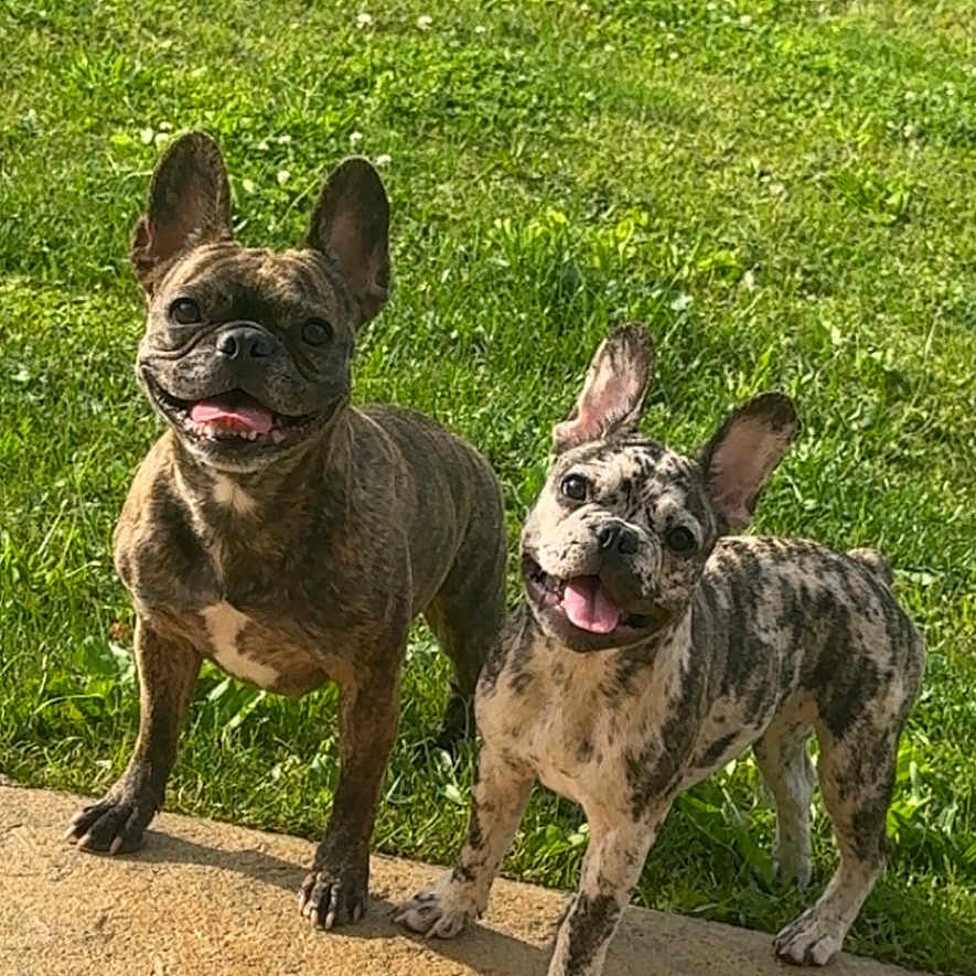 Luna-Tic joined the competition — help win amazing prizes! animal, canine, companion, cute, dog, ears_up, french_bulldog, friendly, grass, happy, nature, outdoor, pavement, pet, playful, smiling, summer, sunlight, tongue_out, two_dogs