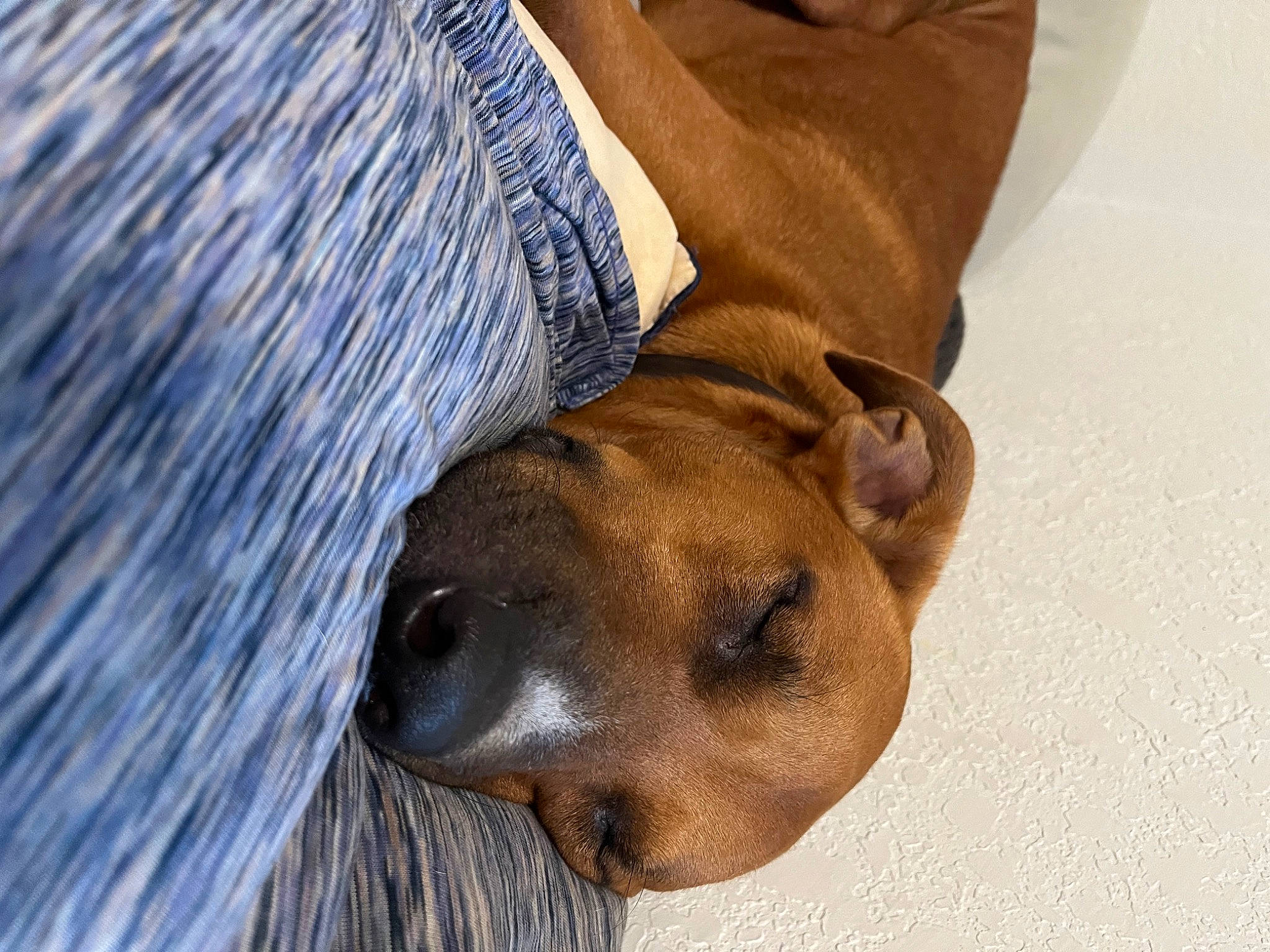 Buster is registered to the contest to win money with this photo: canidae, carnivore, companion_dog, dog, dog_breed, electric_blue, fawn, felidae, fur, head, human_leg, liver, non_sporting_group, paw, snout, sporting_group, terrestrial_animal, whiskers, wildlife, working_animal