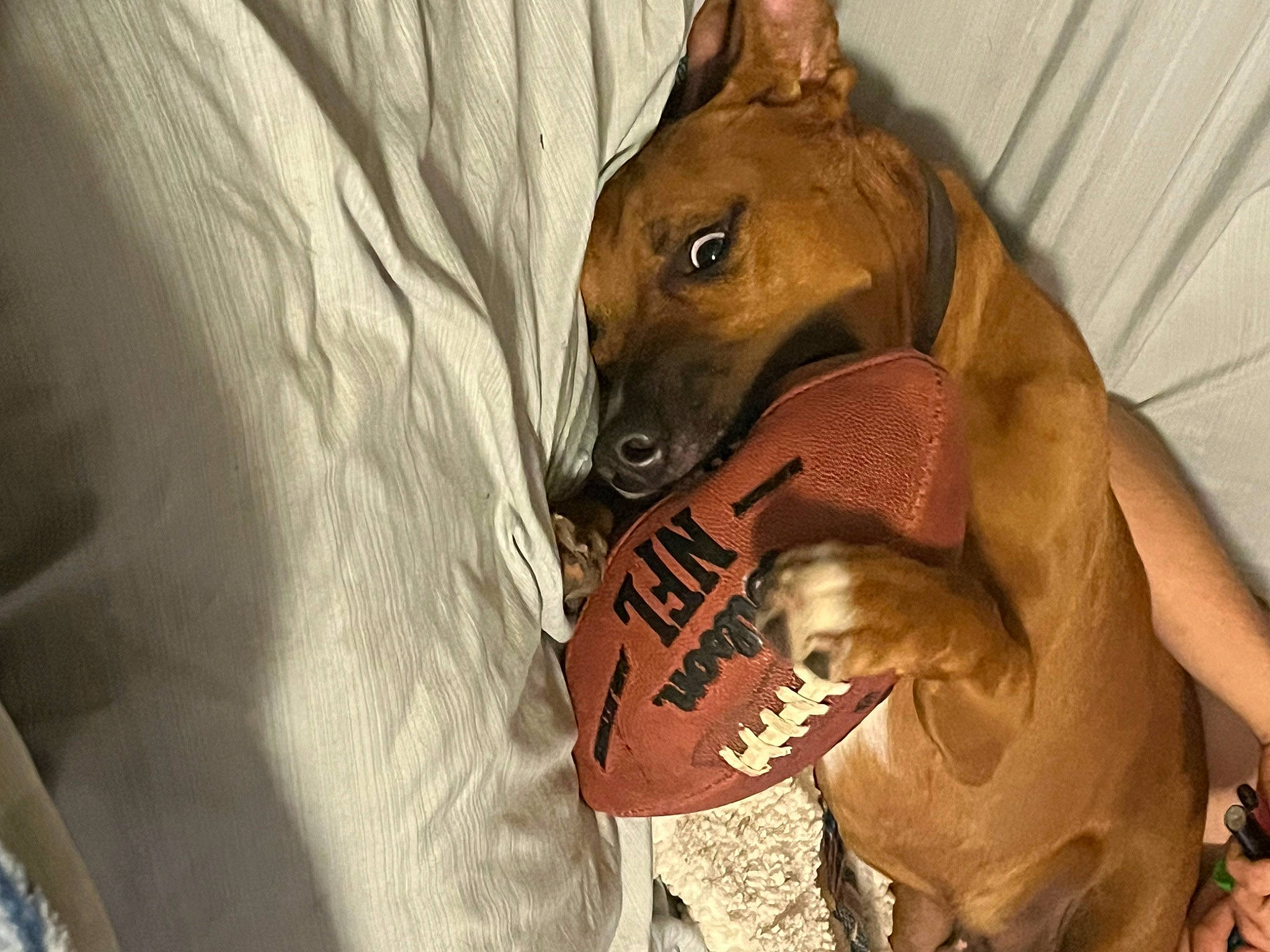 Buster joined the competition — help win amazing prizes! canidae, carnivore, comfort, companion_dog, dog, dog_breed, dog_supply, fawn, liver, non_sporting_group, pet_supply, snout, terrestrial_animal, whiskers, working_animal