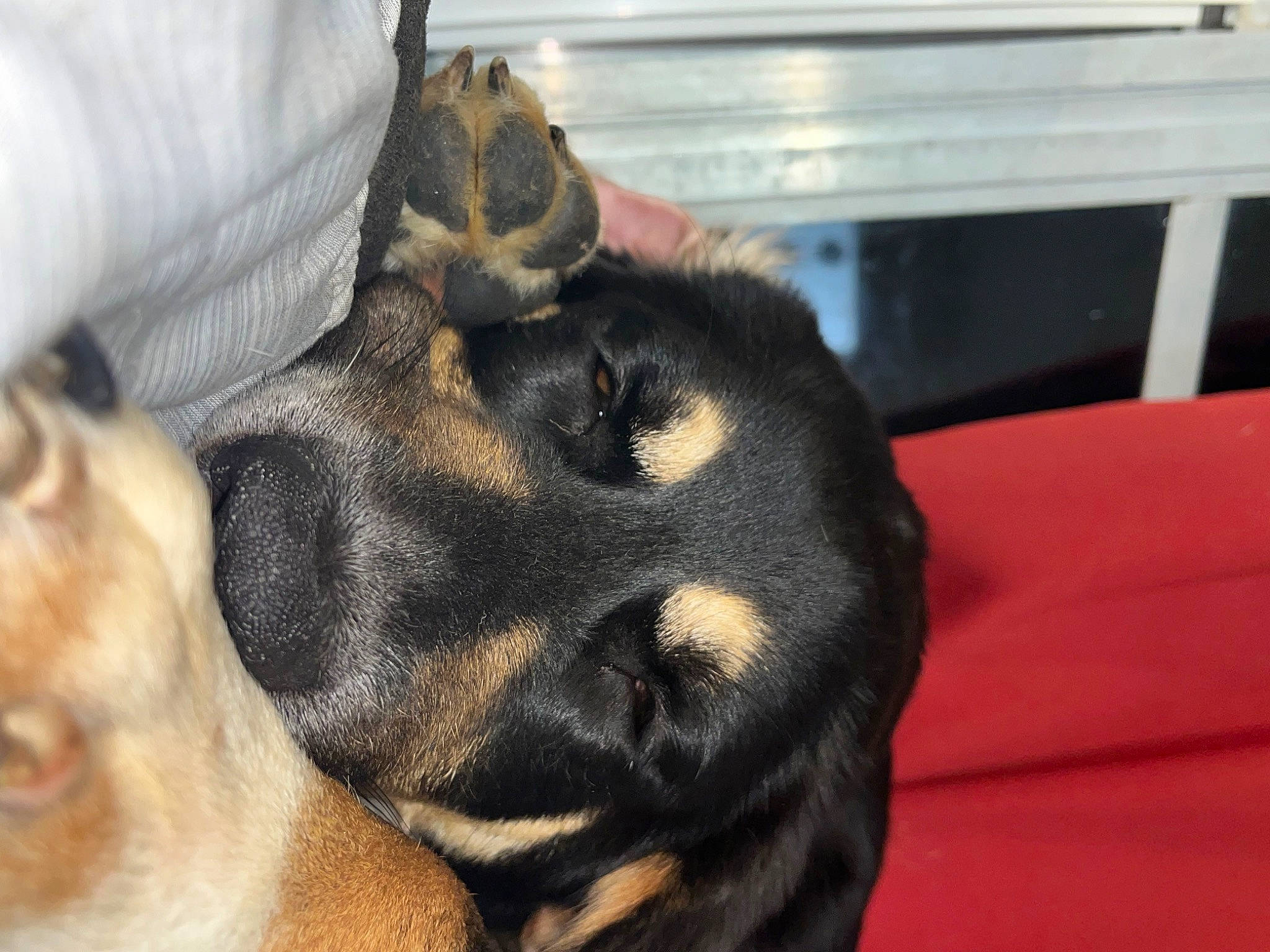 Dog is registered to the contest to win money with this photo: carnivore, claw, comfort, companion_dog, dog, dog_breed, ear, fawn, fur, guard_dog, paw, snout, sporting_group, terrestrial_animal, toy_dog, whiskers, working_animal, working_dog