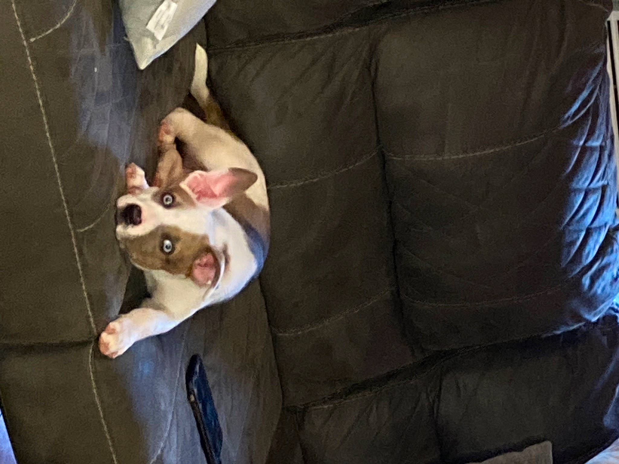 Harley is registered to the contest to win money with this photo: canidae, carnivore, comfort, companion_dog, couch, dog, dog_breed, dog_supply, fawn, foot, fur, non_sporting_group, sporting_group, tail, toy_dog, whiskers, working_animal