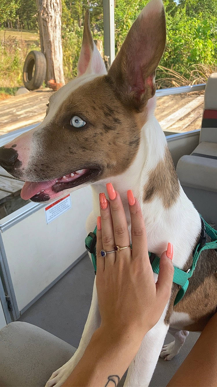 Harley joined the competition — help win amazing prizes! canidae, carnivore, collar, companion_dog, dog, dog_breed, dog_collar, ear, fawn, gesture, jewellery, nail, non_sporting_group, plant, snout, sporting_group, terrestrial_animal, throat, working_animal, wrist