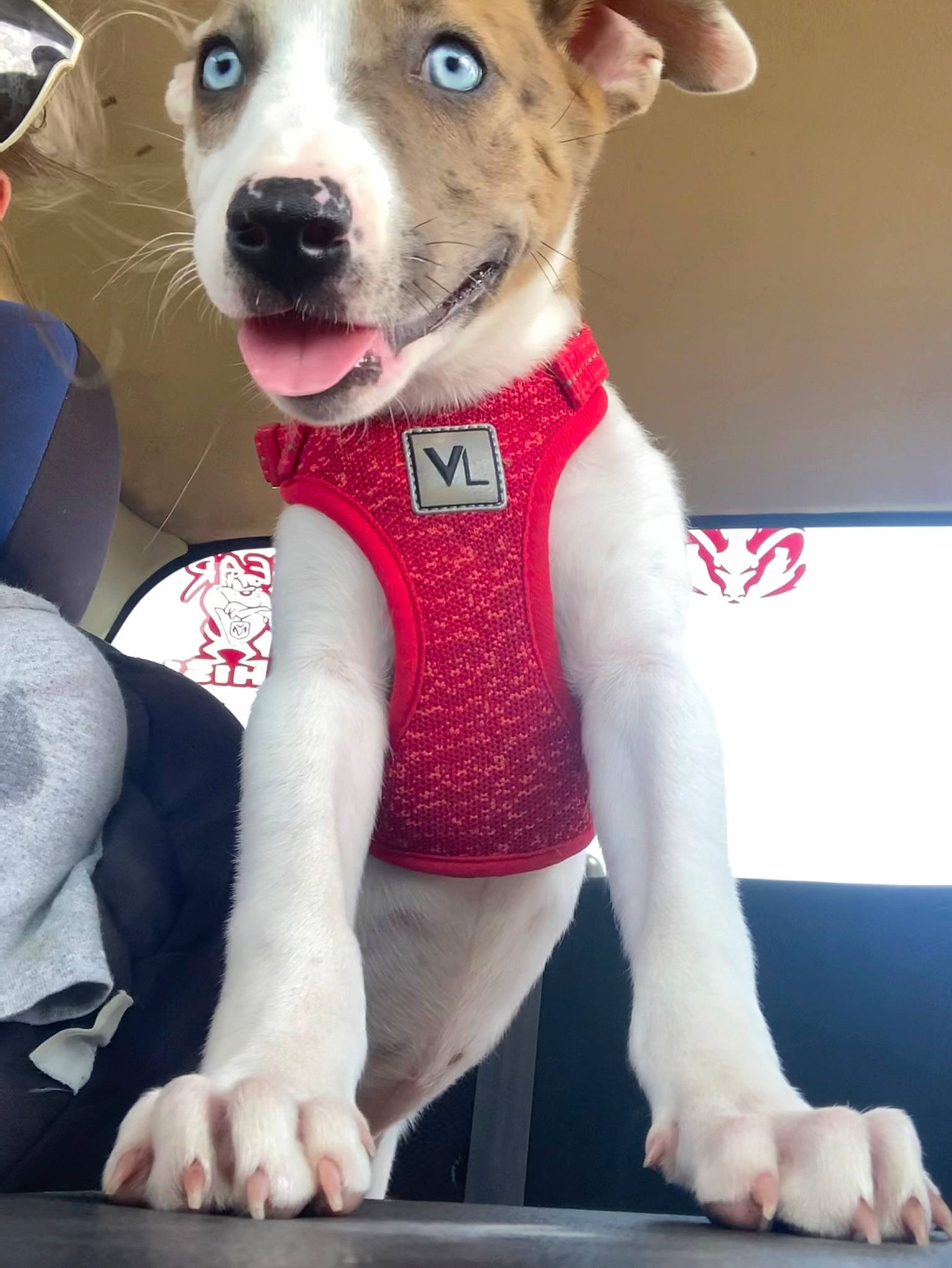 Harley joined the competition — help win amazing prizes! carmine, carnivore, collar, companion_dog, dog, dog_breed, dog_clothes, dog_collar, dog_supply, fashion_accessory, fawn, fedora, fur, hat, leash, sporting_group, stuffed_toy, toy, toy_dog, whiskers