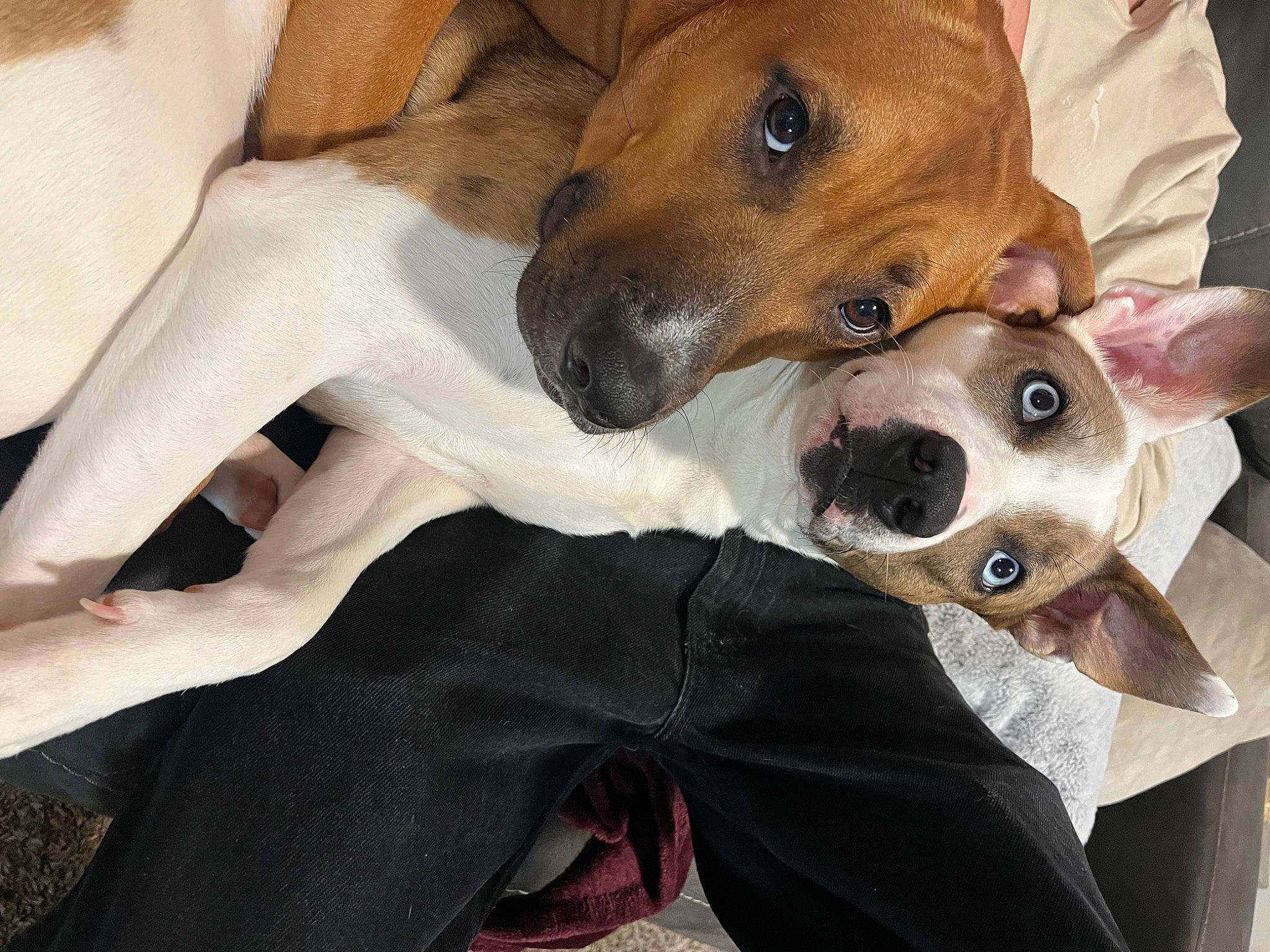 Harley is registered to the contest to win money with this photo: canidae, carnivore, collar, comfort, companion_dog, dog, dog_breed, dog_supply, fawn, fur, irishjacks, non_sporting_group, snout, sporting_group, whiskers, working_animal