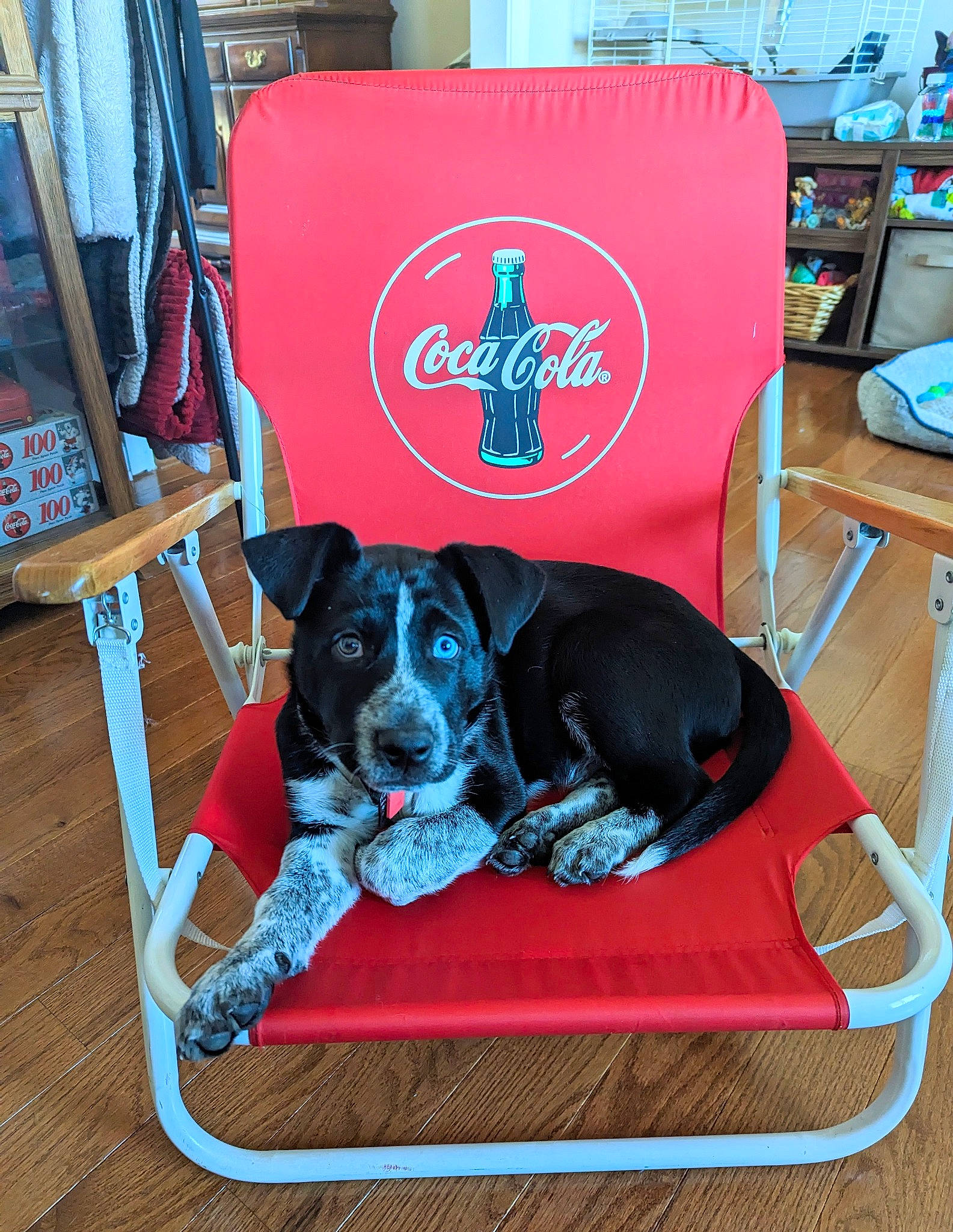 Kratos joined the competition — help win amazing prizes! canidae, carmine, carnivore, chair, collar, comfort, companion_dog, dog, dog_breed, dog_supply, flooring, furniture, leisure, outdoor_furniture, pet_supply, sporting_group, table, television, working_animal, working_dog