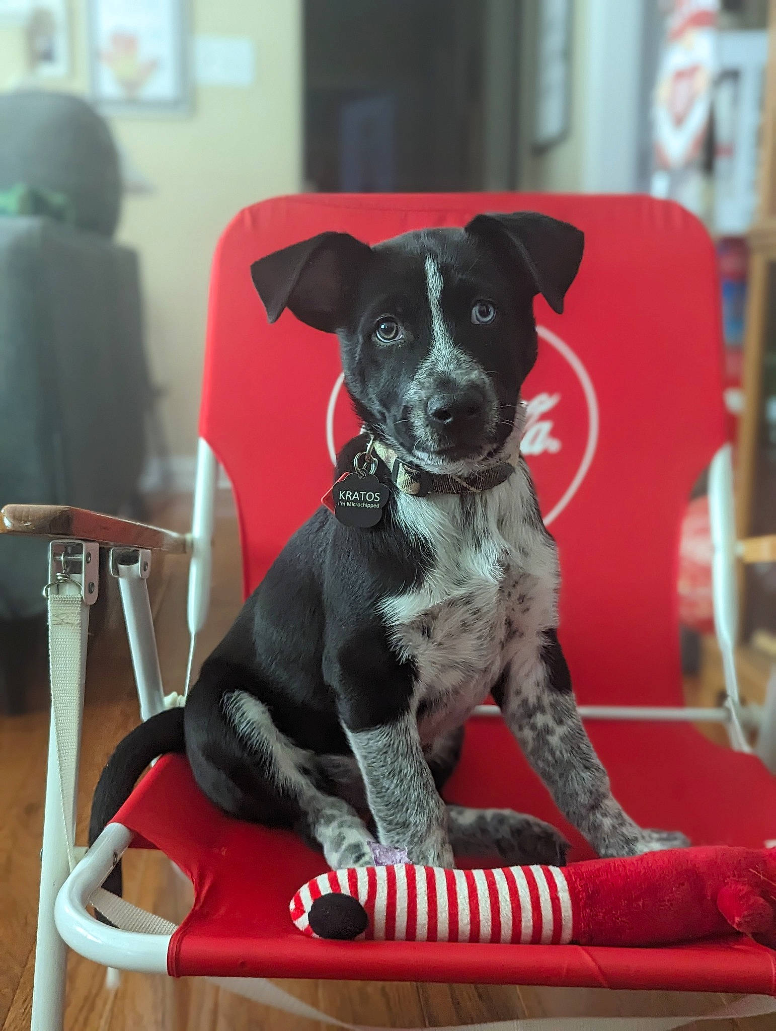 Kratos joined the competition — help win amazing prizes! borador, canidae, carnivore, chair, collar, comfort, companion_dog, dog, dog_breed, dog_collar, dog_supply, non_sporting_group, pet_supply, snout, sporting_group, working_animal, working_dog