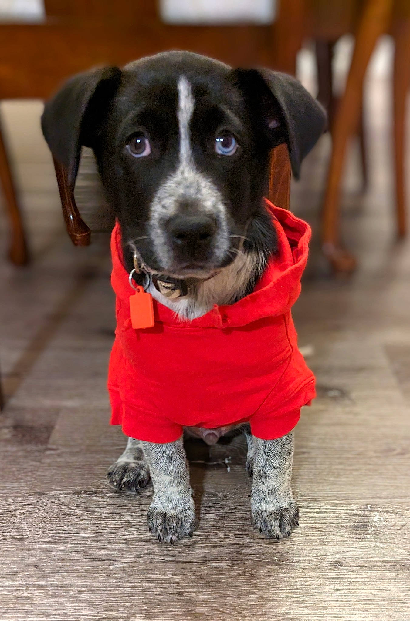 Kratos is registered to the contest to win money with this photo: canidae, carnivore, collar, companion_dog, dog, dog_breed, dog_clothes, dog_collar, dog_supply, fawn, flooring, fur, leash, personal_protective_equipment, pet_supply, snout, sporting_group, whiskers, wood, working_animal